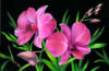 Схема вышивки «Розовые орхидеи на черной канве»