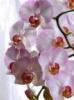 Схема вышивки «Ветка орхидеи»