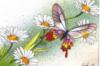 Схема вышивки «Серия Бабочки и цветы 8»