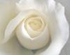 Схема вышивки «Подушка Белая Роза»