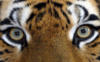 Глаза тигра: оригинал