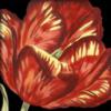 Red Tulip Close Up: оригинал