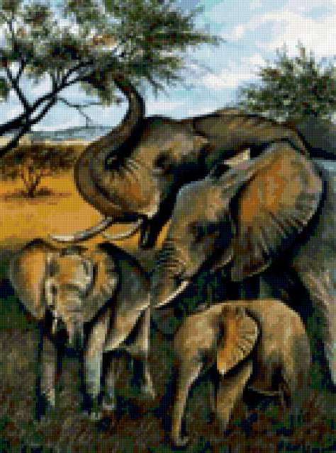 Elephant, wildlife, animals, животные