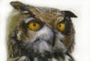 Схема вышивки &laquo;Сова&raquo;