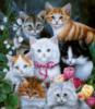 Схема вышивки «Семейство кошачих»