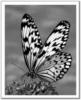 Схема вышивки «Черно-белая бабочка»