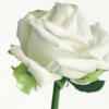 Подушка Белая роза: оригинал