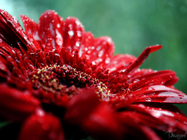 Герберы, герберы, цветы