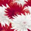 Схема вышивки «Красные и белые цветы 1»
