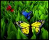 Бабочки на траве: оригинал