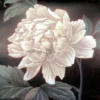 Схема вышивки «Белый цветок 1»