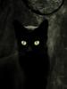 Чёрная кошка: оригинал
