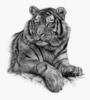 Схема вышивки &laquo;Тигр&raquo;