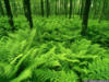 Схема вышивки «Зеленый лес»
