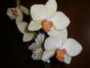 Схема вышивки «Орхидеи на чёрном фоне»