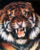 Схема вышивки &laquo;Тигр&raquo;