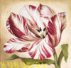 Пестрый тюльпан 1: оригинал