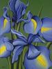 Схема вышивки &laquo;Ирисы&raquo;