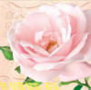 Схема вышивки &laquo;Розовая роза&raquo;