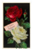 Схема вышивки «Красная и белая роза»