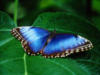 Синяя бабочка на зелёном листе: оригинал