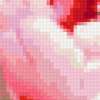 Розовый тюльпан: предпросмотр