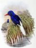 Схема вышивки «Птицы: Синее с белым»