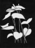 Схема вышивки «Триптих 2 черно-белые цветы»