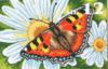 Схема вышивки &laquo;Бабочка&raquo;