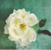 Подушка Белая роза: оригинал