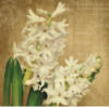 Схема вышивки &laquo;Белый гиацинт&raquo;