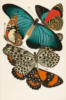 Схема вышивки «Бабочки 1»