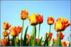 Схема вышивки &laquo;Тюльпаны&raquo;