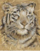 Схема вышивки «Сафари 1 - Тигр»