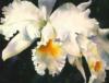 Схема вышивки «Белая орхидея на темном фоне»