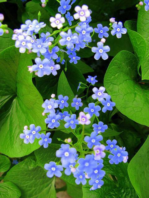 , цветы, незабудки