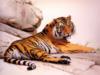 Схема вышивки «Отдыхающий тигр»