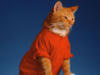Схема вышивки «Рыжий кот»