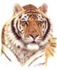 Уссурийский тигр: оригинал
