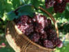 Схема вышивки «Ягода виноград»