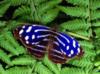 Схема вышивки «Синяя бабочка»