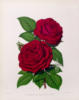 Схема вышивки «Rose»