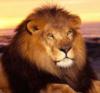 Схема вышивки &laquo;Лев на закате 100 клеток&raquo;