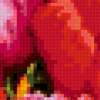 Тюльпаны и ирис: предпросмотр