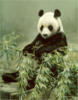 Схема вышивки «Панда ест бамбук»