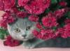 Кошка и хризантемы: оригинал