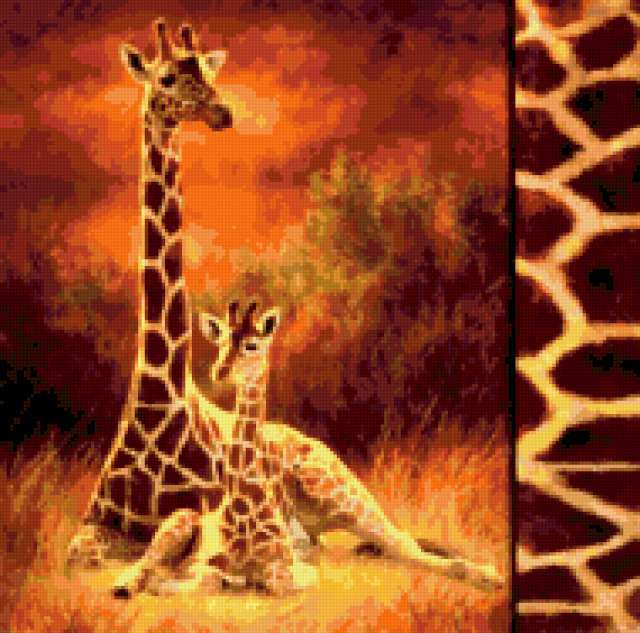 Giraffe, wildlife, animals, животные