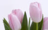 Тюльпаны розовые: оригинал