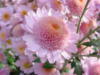 Хризантема розовая: оригинал