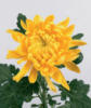 Желтая хризантема: оригинал